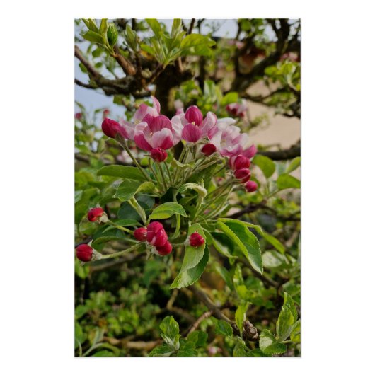 Apple tree blossom  ポスター (正面)