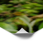 Apple tree blossom  ポスター (コーナー)