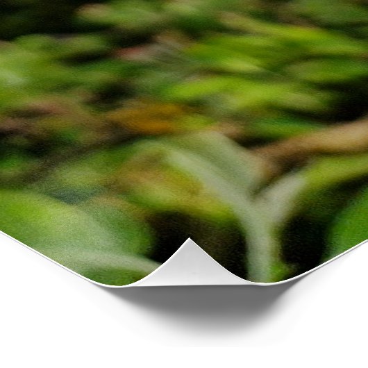 Apple tree blossom  ポスター (コーナー)