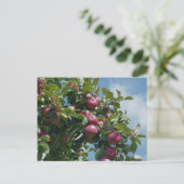 Apples On The Tree Nature Personalized ポストカード (スタンド正面)