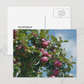 Apples On The Tree Nature Personalized ポストカード (正面/裏面)