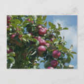 Apples On The Tree Nature Personalized ポストカード (正面)