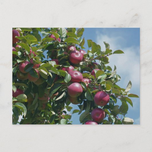 Apples On The Tree Nature Personalized ポストカード (正面)