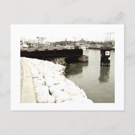 Approachable Wolf Post Card Print ポストカード