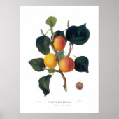 Apricot ポスター (正面)