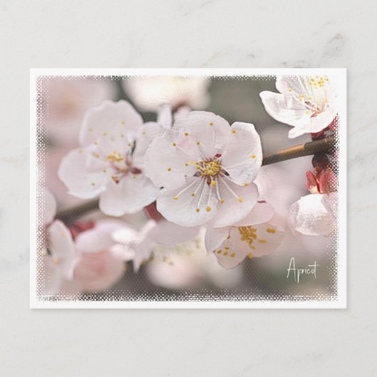 Apricot ポストカード (正面)