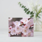 Apricot ポストカード (スタンド正面)