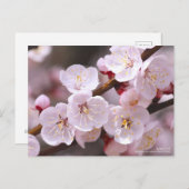 Apricot ポストカード (正面/裏面)