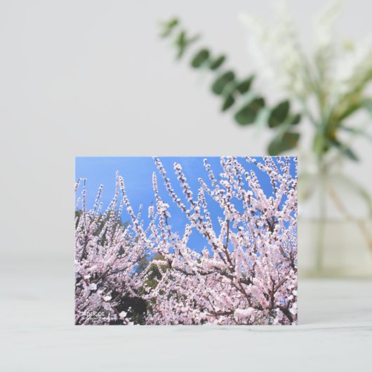 Apricot ポストカード (スタンド正面)