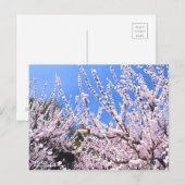 Apricot ポストカード (正面/裏面)