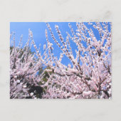 Apricot ポストカード (正面)