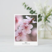 Apricot Blossom ポストカード (スタンド正面)