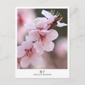 Apricot Blossom ポストカード (正面)