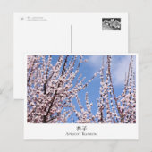 Apricot Blossom ポストカード (正面/裏面)