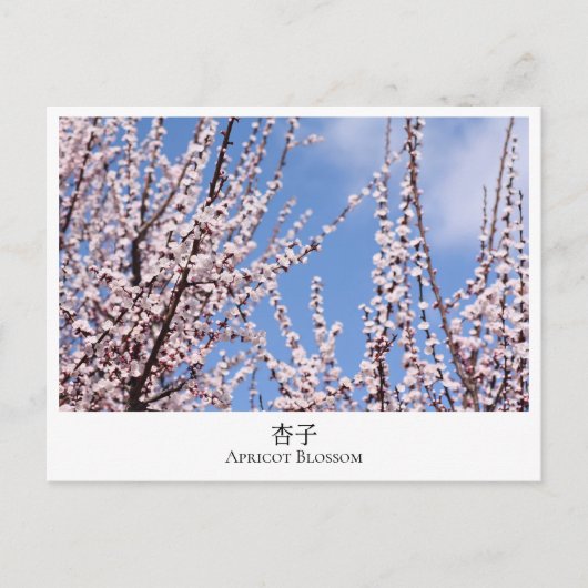 Apricot Blossom ポストカード (正面)
