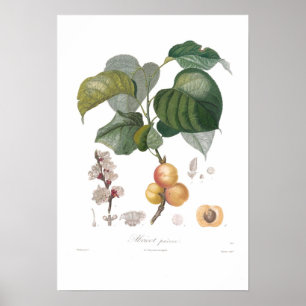 Apricot, Early apricot ポスター