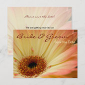 Apricot Gerbera ・日付ポストカードの保存 案内ポストカード (正面/裏面)