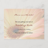 Apricot Gerbera ・日付ポストカードの保存 案内ポストカード (裏面)