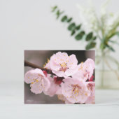 Apricot：Postcard ポストカード (スタンド正面)