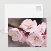 Apricot：Postcard ポストカード (正面/裏面)