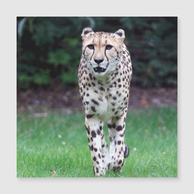 Aqua_Cheetah_20180103 (正面)