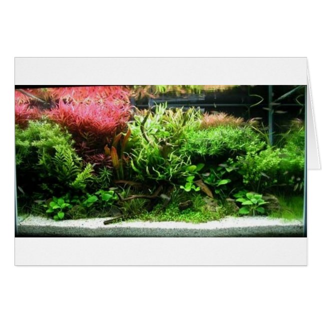 Aquascape (正面横)