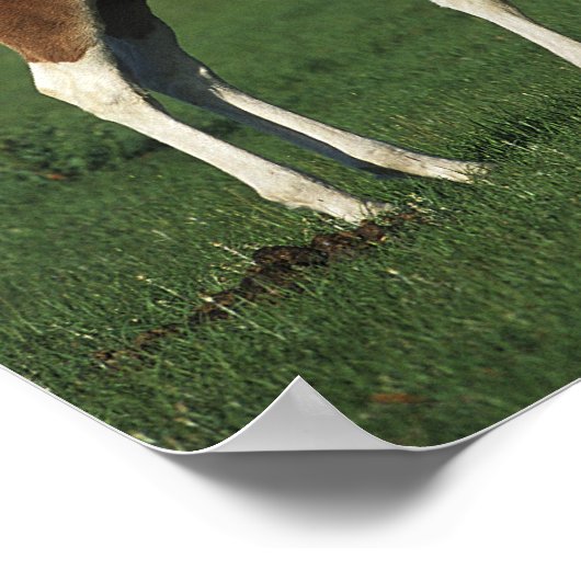 Arab Foals Standing in Grassy Field ポスター (角)