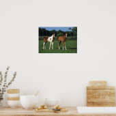 Arab Foals Standing in Grassy Field ポスター (キッチン)