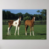 Arab Foals Standing in Grassy Field ポスター (正面)