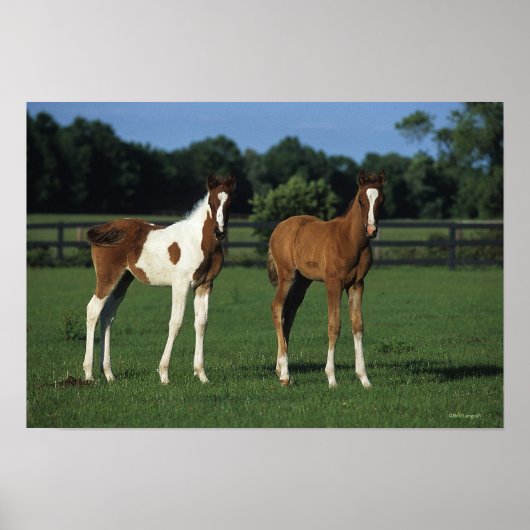 Arab Foals Standing in Grassy Field ポスター (正面)