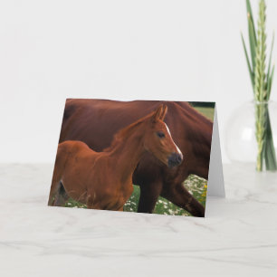 Arabian Horse Near Mother カード