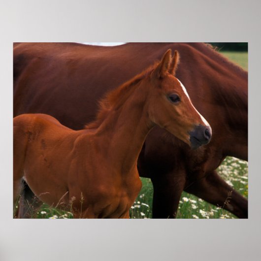 Arabian Horse Near Mother ポスター (正面)