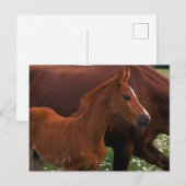 Arabian Horse Near Mother ポストカード (正面/裏面)