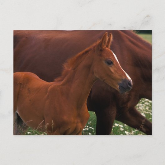 Arabian Horse Near Mother ポストカード (正面)