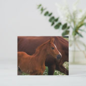 Arabian Horse Near Mother ポストカード (スタンド正面)