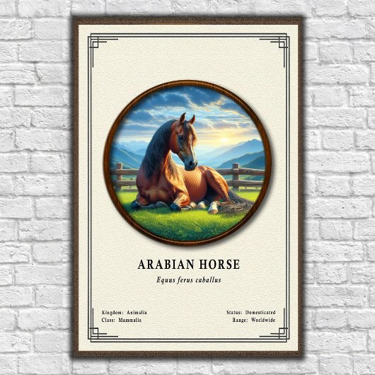 Arabian Horse Zoology Series ポスター