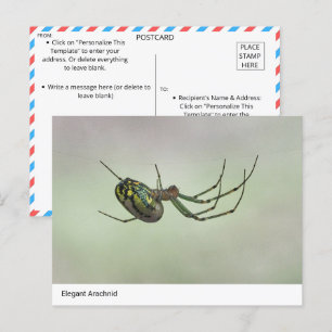 Arachnid エレガント – 自然のウィーバー芸術的ポスト ポストカード