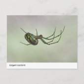 Arachnid エレガント – 自然のウィーバー芸術的ポスト ポストカード (正面)