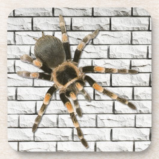 araignée mygale (Brachypelma smithi). コースター (正面)
