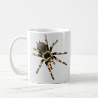 Araignée mygale (Brachypelma smithi). コーヒーマグカップ
