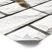 araignée mygale (Brachypelma smithi).  ポスター (コーナー)