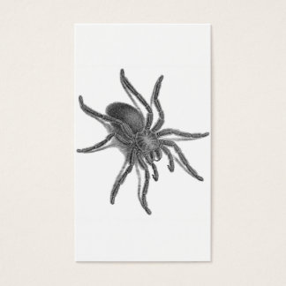 Aranea Avicularia、黒キューバスパイダー