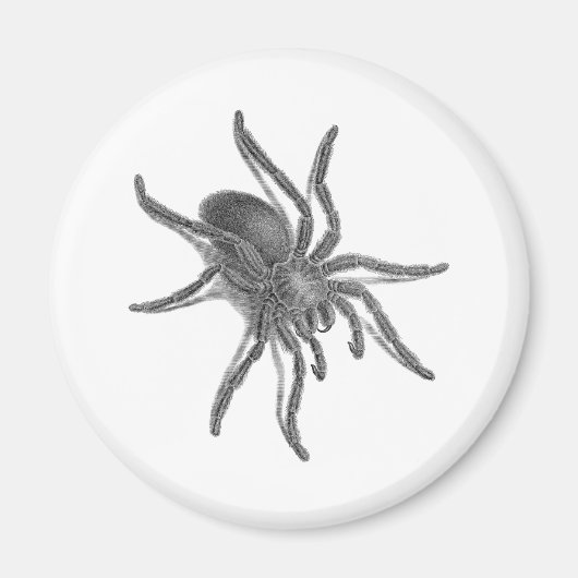 Aranea Avicularia、黒キューバスパイダー マグネット (正面)