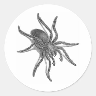 Aranea Avicularia、黒キューバスパイダー ラウンドシール