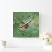 Araneus -球体の織工のくも スクエア壁時計 (ホーム)