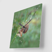 Araneus -球体の織工のくも スクエア壁時計 (傾斜)