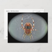 Araneus Orb Weaver Spiderはがき ポストカード (正面/裏面)
