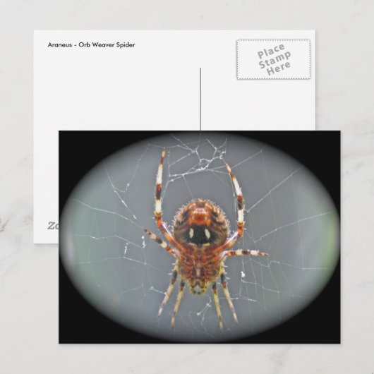 Araneus Orb Weaver Spiderはがき ポストカード (正面/裏面)