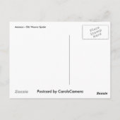 Araneus Orb Weaver Spiderはがき ポストカード (裏面)