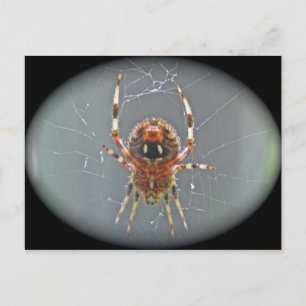 Araneus Orb Weaver Spiderはがき ポストカード